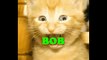 Happy Birthday Bob - Bob's Birthday Song - Bob's Birthday Party