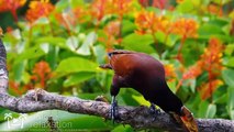 Breathtaking Colorful Birds of the Rainforest   1HR Wildlife Nature Film   Jungle Sounds in UHD