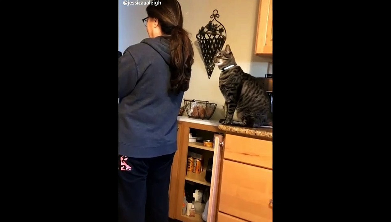 funny cat