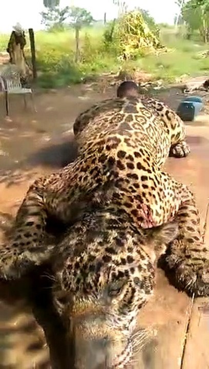 Cazan a Jaguar en Venezuela para comerlo y no morir de hambre, 18 de Julio 2020.