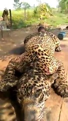 Cazan a Jaguar en Venezuela para comerlo y no morir de hambre, 18 de Julio 2020.