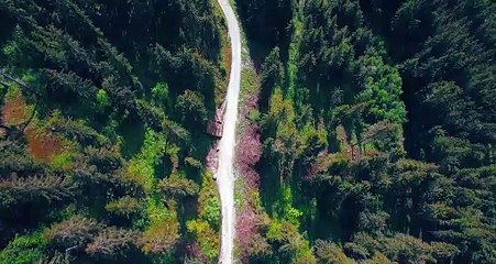 Drone view of green forest