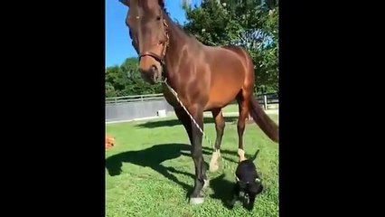 Cute baby animals - Cutest moments of puppies, kittens and pets
