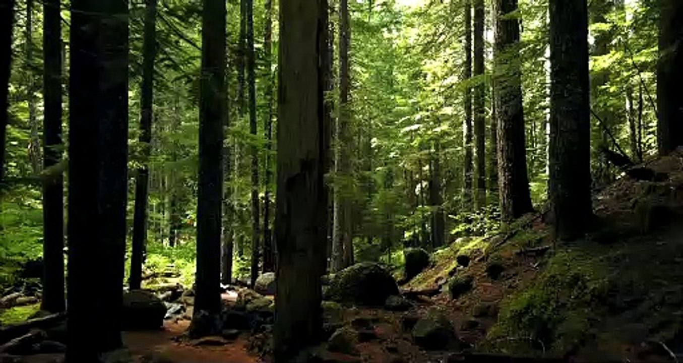 Beautiful view of green trees (forest)