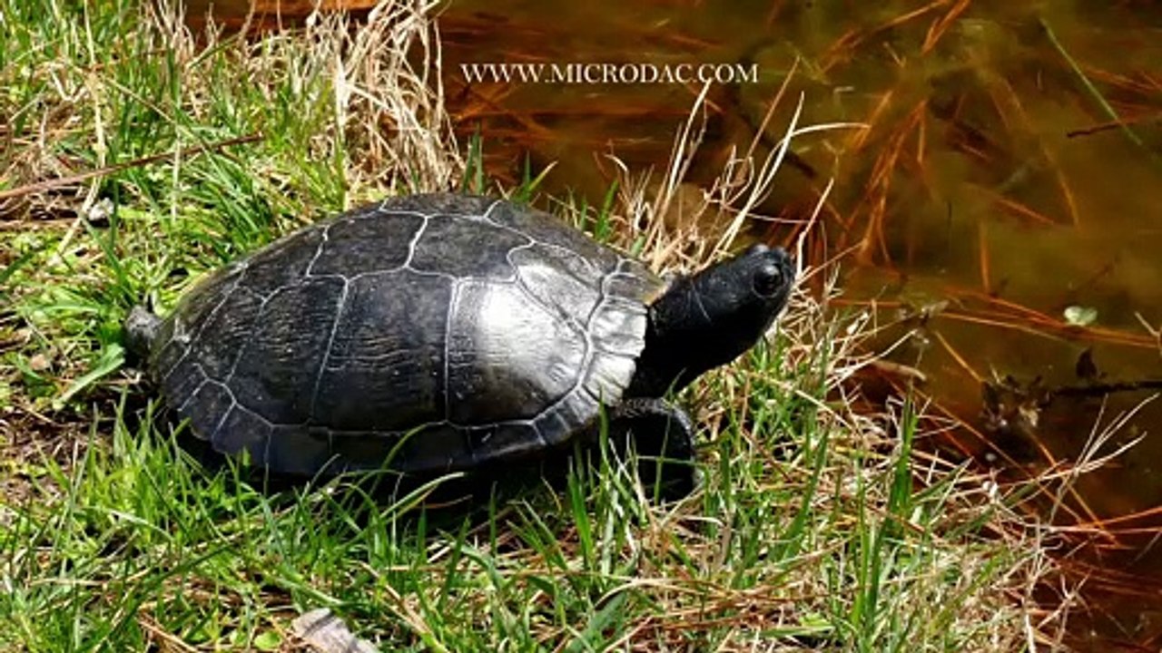 Turtle