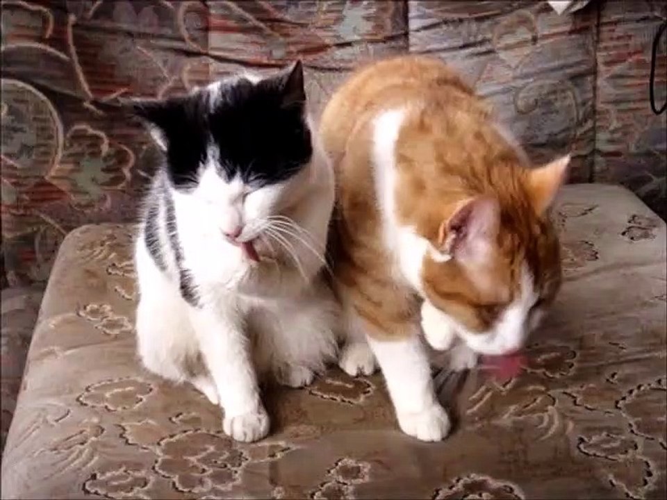 Two Cats Ginger and White Busy Cleaning Each Other