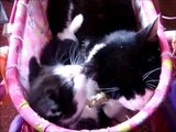 Black Kittens Biting The Ears of his Big Sister