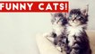 Cutest Cats And Kittens Compilation 2017 _ Best Cute Cat Videos Ever
