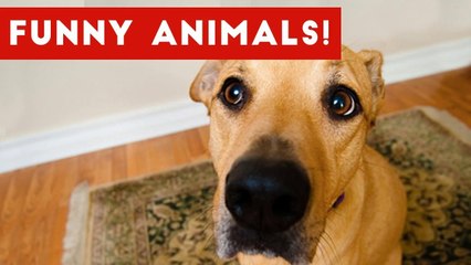Funniest Pet Clips, Bloopers & Moments Caught On Tape 2017 _ Funny Pet Videos