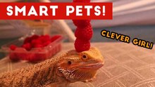 Funniest Smart Pets and Animal Tricks of 2017 Compilation _ Funny Pet Videos