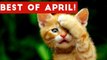 Funniest Pet Reactions & Bloopers of April 2017 _ Funny Pet Videos