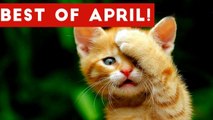 Funniest Pet Reactions & Bloopers of April 2017 _ Funny Pet Videos