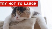 Try Not To Laugh At This Funny Pet Video Compilation _ Funny Pet Videos