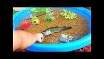 DIY HOMEMADE POOL FISH POND Aquarium!