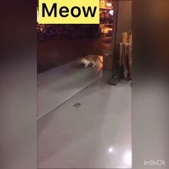 michael jackson entered soul into the body of Cat