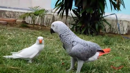 Grey Parrot Greet White Ringneck