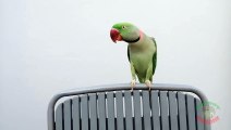 Parrot Reciting Kalma