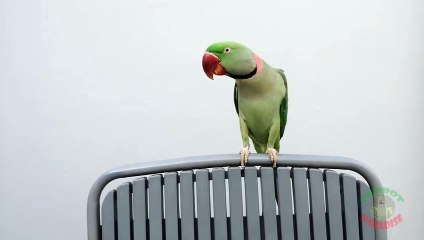 Parrot Reciting Kalma