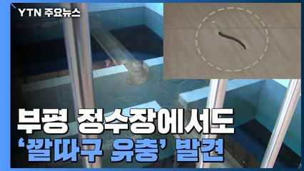 부평 정수장에서도 '깔따구 유충' 발견...사태 확산 조짐 / YTN