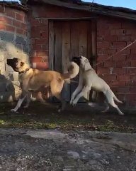 Download Video: DELiRMiS ADAMCI SiVAS KANGAL KOPEKLERi - CRAZY KANGAL SHEPHERD DOGS at GARDEN