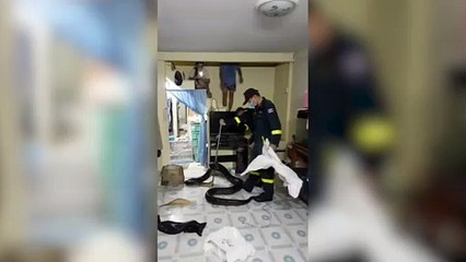 Huge Python Appears In Family&apos;s Home
