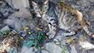 Cutes Cats & Funny Chat En Balade Animals Life