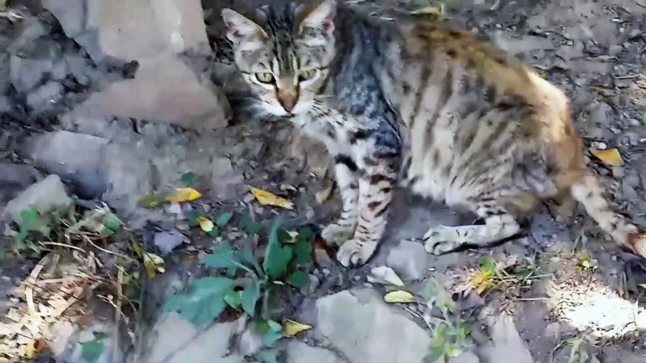 Cutes Cats & Funny Chat En Balade Animals Life