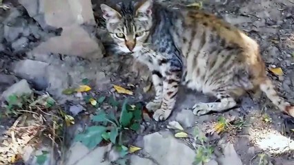 Cutes Cats & Funny Chat En Balade Animals Life