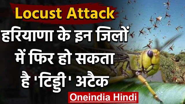 Locust Attack: हरियाणा के इन जिलों में फिर हो सकता है टिड्डी दल का हमला | वनइंडिया हिंदी