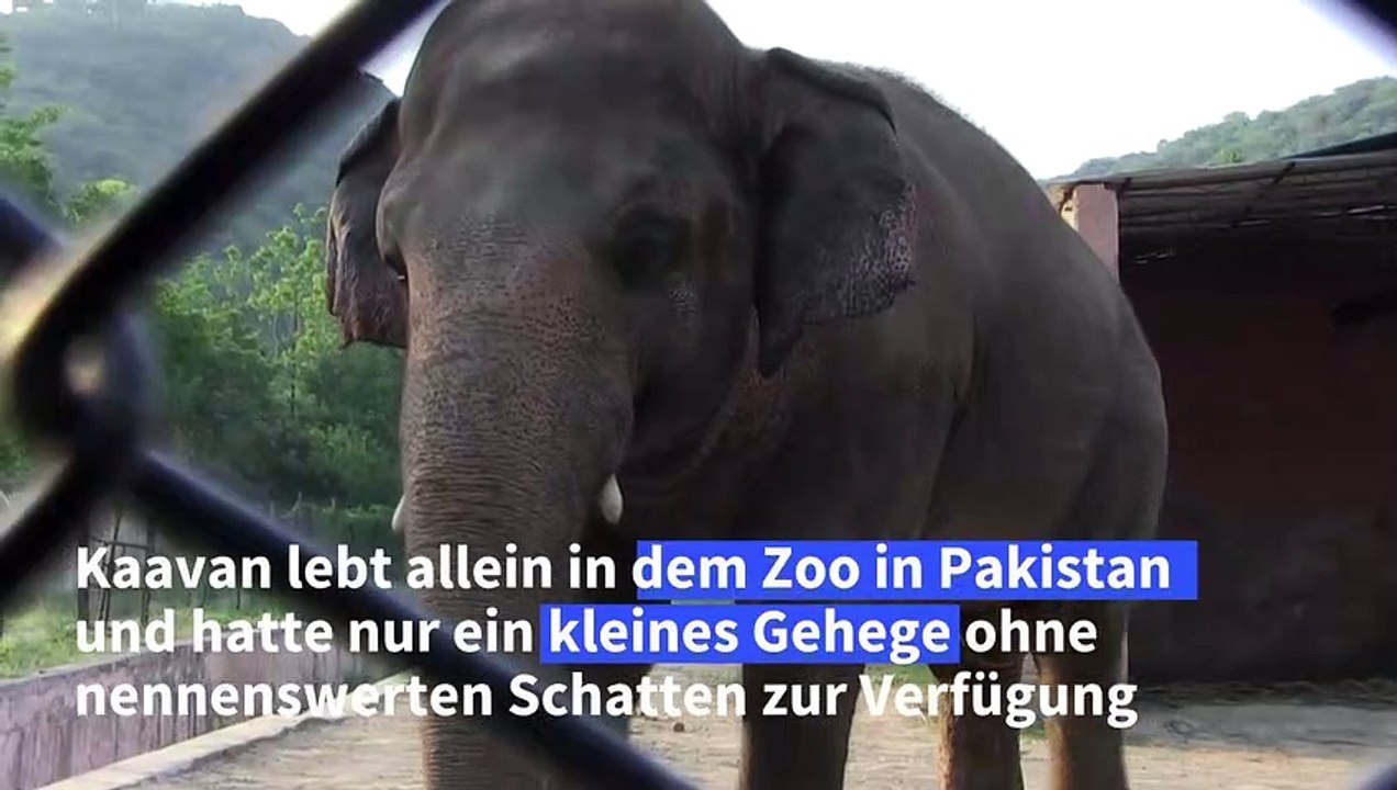 Einsamer Elefant wird von Pakistan nach Kambodscha umgesiedelt