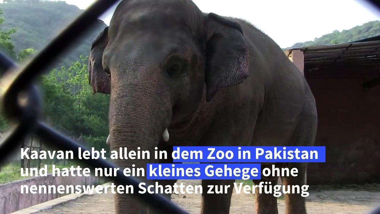Einsamer Elefant wird von Pakistan nach Kambodscha umgesiedelt