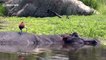 Spa day for giant bull Hippo as African Jacana bird picks bugs off its back