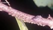 Skin-crawling footage of bark lice crawling in formation on branch