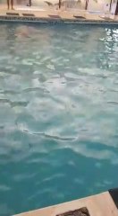 learn how to swim (jump like a pro to the swim pool)