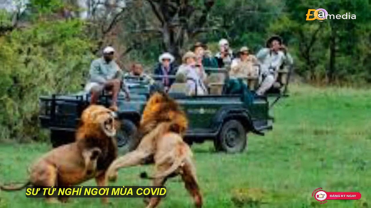 SƯ TỬ NGHỈ NGƠI MÙA COVID