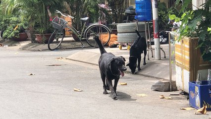 Chó thả rông không là chuyện nhỏ | VTC
