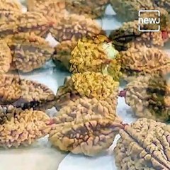 Types And Ways To Wear Rudraksh