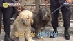 [HOT] Dokdo's mascot! Dong-soon and Seodori 선을 넘는 녀석들 리턴즈 20200719