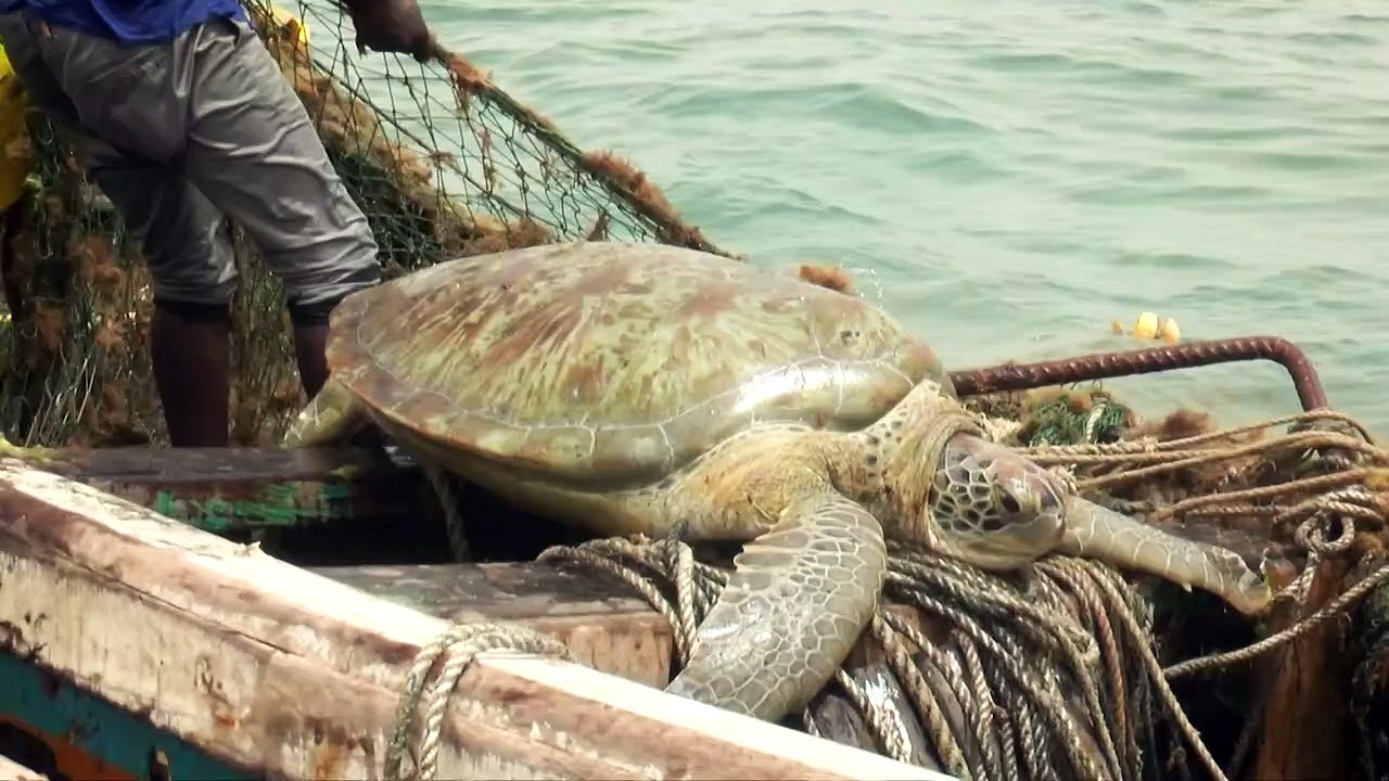 Senegals Fischer schützen Meeresschildkröten