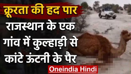 Rajasthan में केरल जैसी क्रूरता खेत में घुस गई ऊंटनी तो ऊंटनी के दोनों पैर काटे | वनइंडिया हिंदी