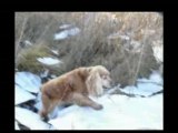 UN COCKERS SUR LA GLACE