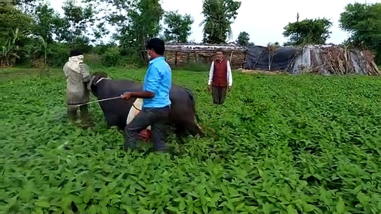 भैंस से किया दवाइयों का छिड़काव