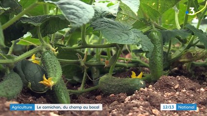 Agriculture : comment les cornichons sont cultivés ?