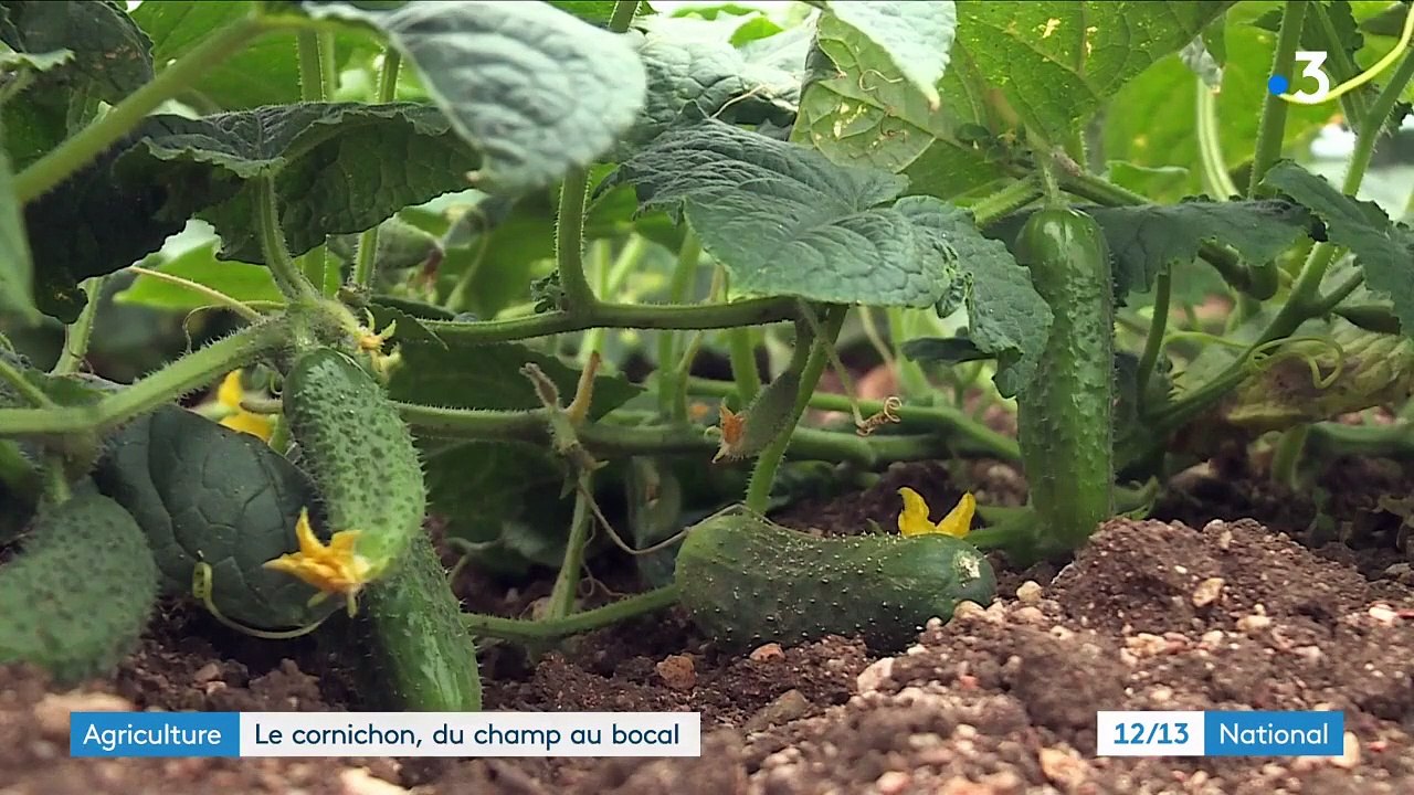 Agriculture : comment les cornichons sont cultivés ?