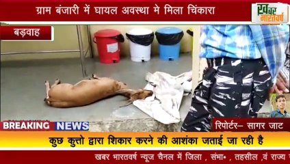 बड़वाह : ग्राम बंजारी में घायल अवस्था मे मिला चिंकारा