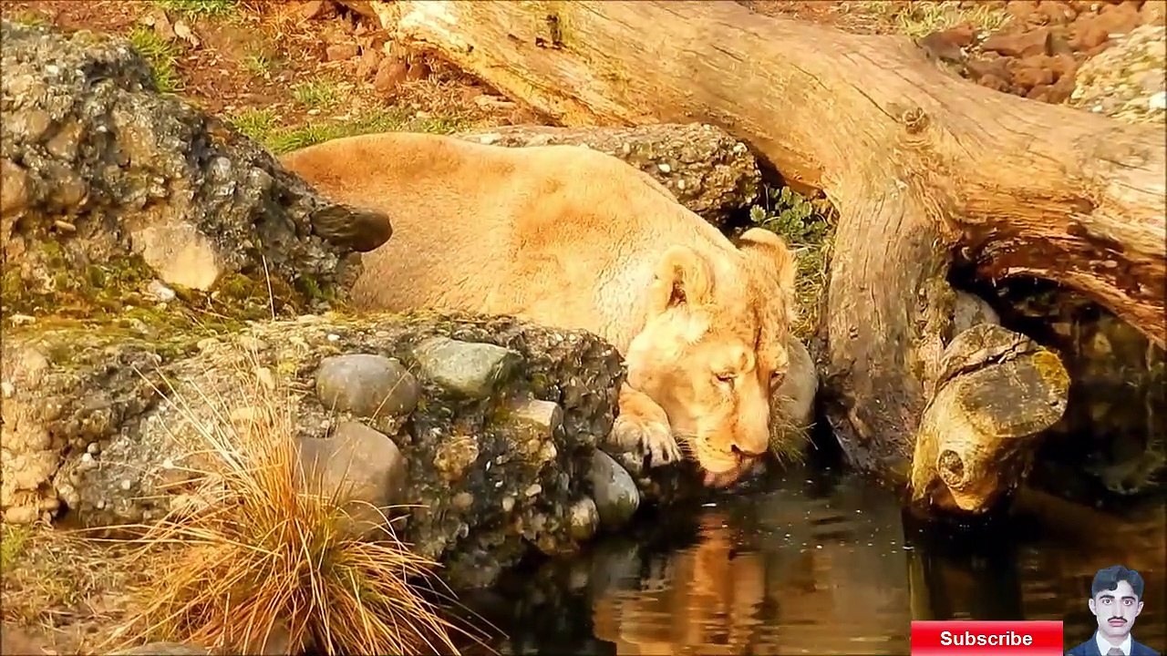 The Last Lion in the World 2020,by Arfan Ali TV