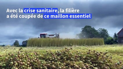 En France, la filière lin rêve d'une relocalisation