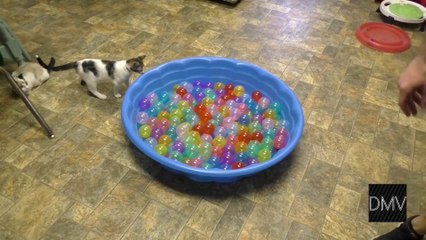 funny cat playing with balls