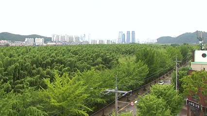 '대나무숲 위를 걷는다'...울산 태화강 국가정원의 변신 / YTN