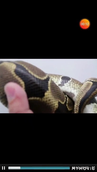 King cobra rescue - dangerous snake of world hold on hand